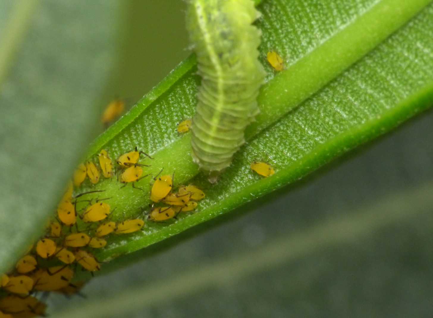 Larva di Syrphide che mangia afidi